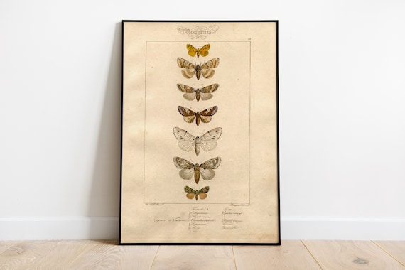 Natural History Butterflies, Vintage Art Deco Poster