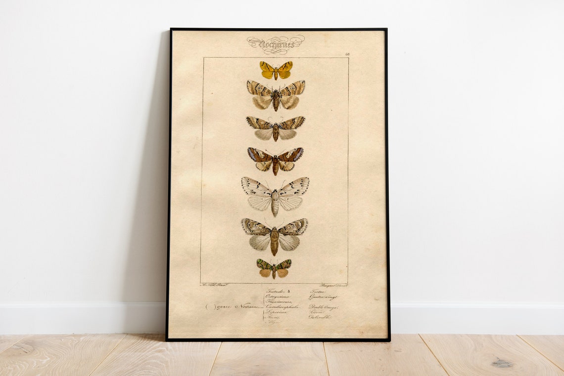 Natural History Butterflies, Vintage Art Deco Poster