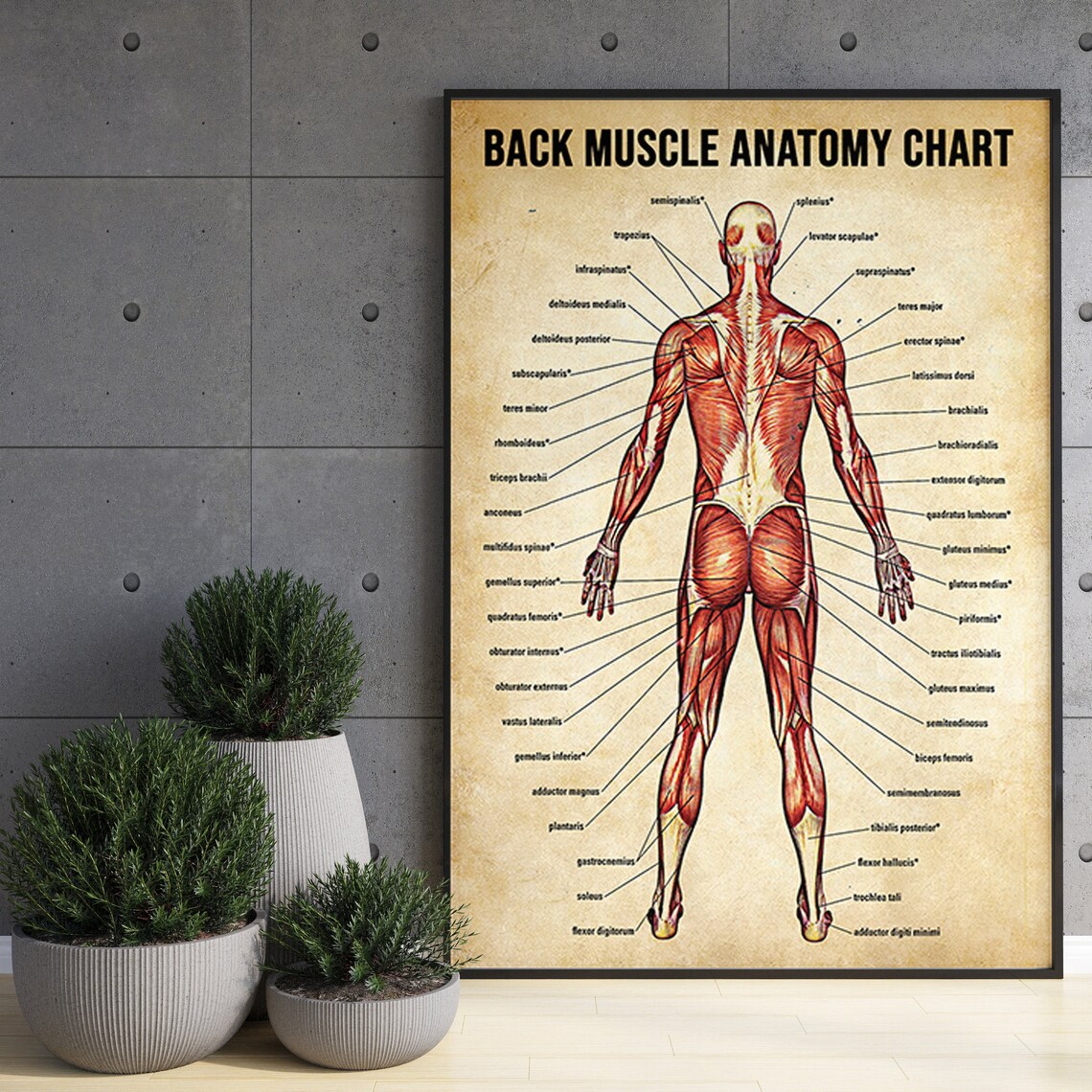 Back Muscle Anatomy Chart, Human Anatomy Poster - Image 3