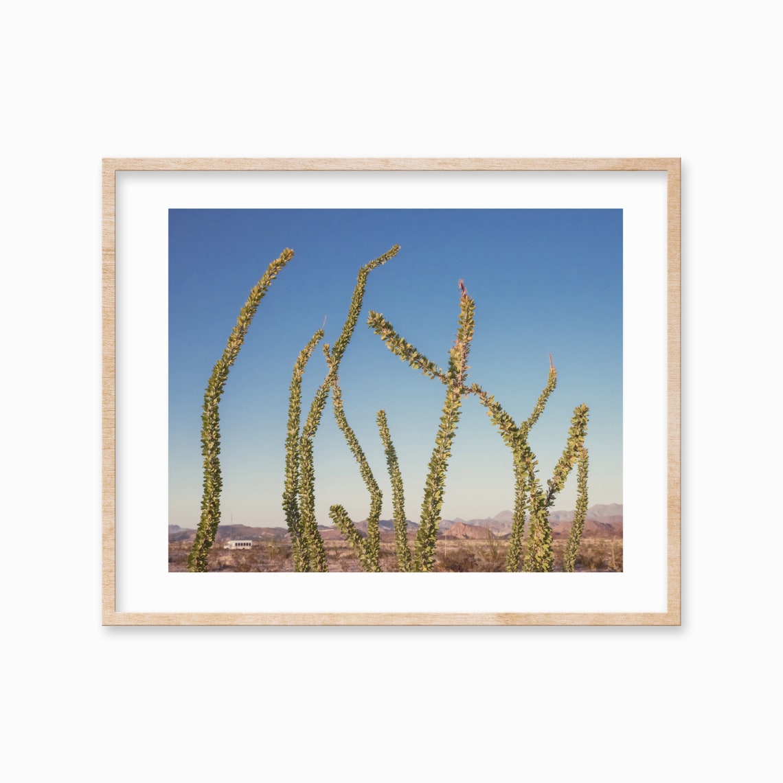 Ocotillo Cactus Plants Standing Tall in a Desert Landscape Poster