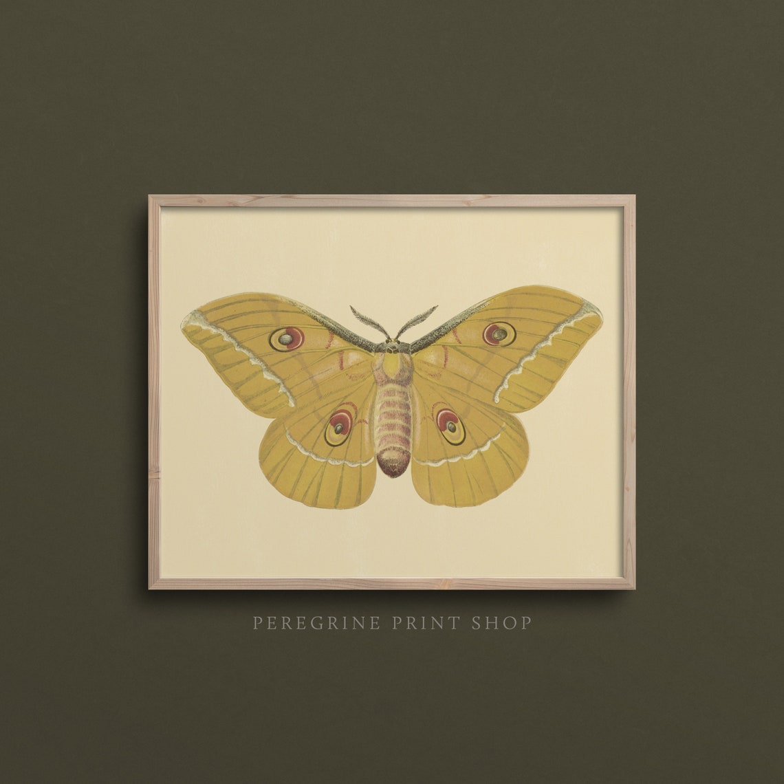Golden Moth with Eyespots Vintage Entomology Study Art Print - Image 3
