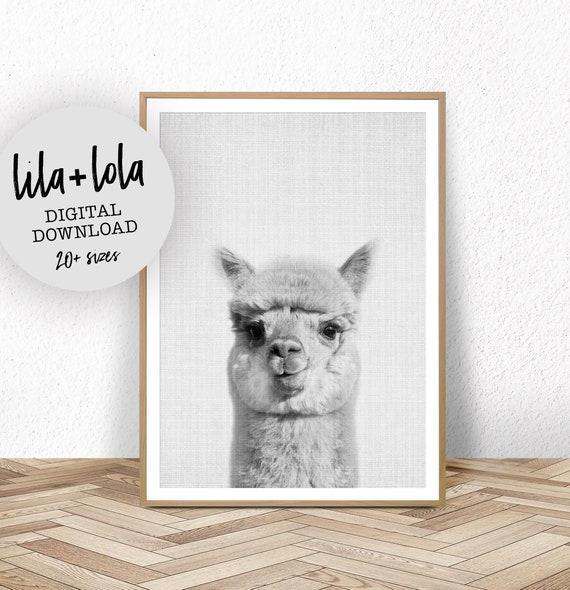 Alpaca Nursery Print, Black and White Llama Art Print