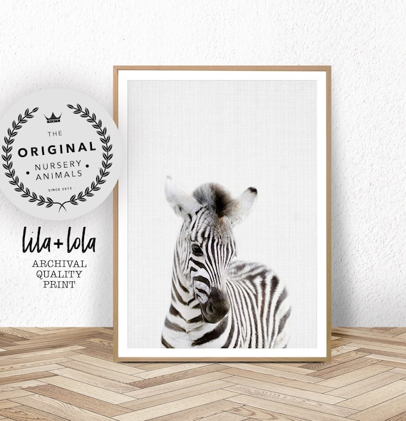 Baby Zebra Foal Safari Nursery Animal Portrait Cute Photo Print