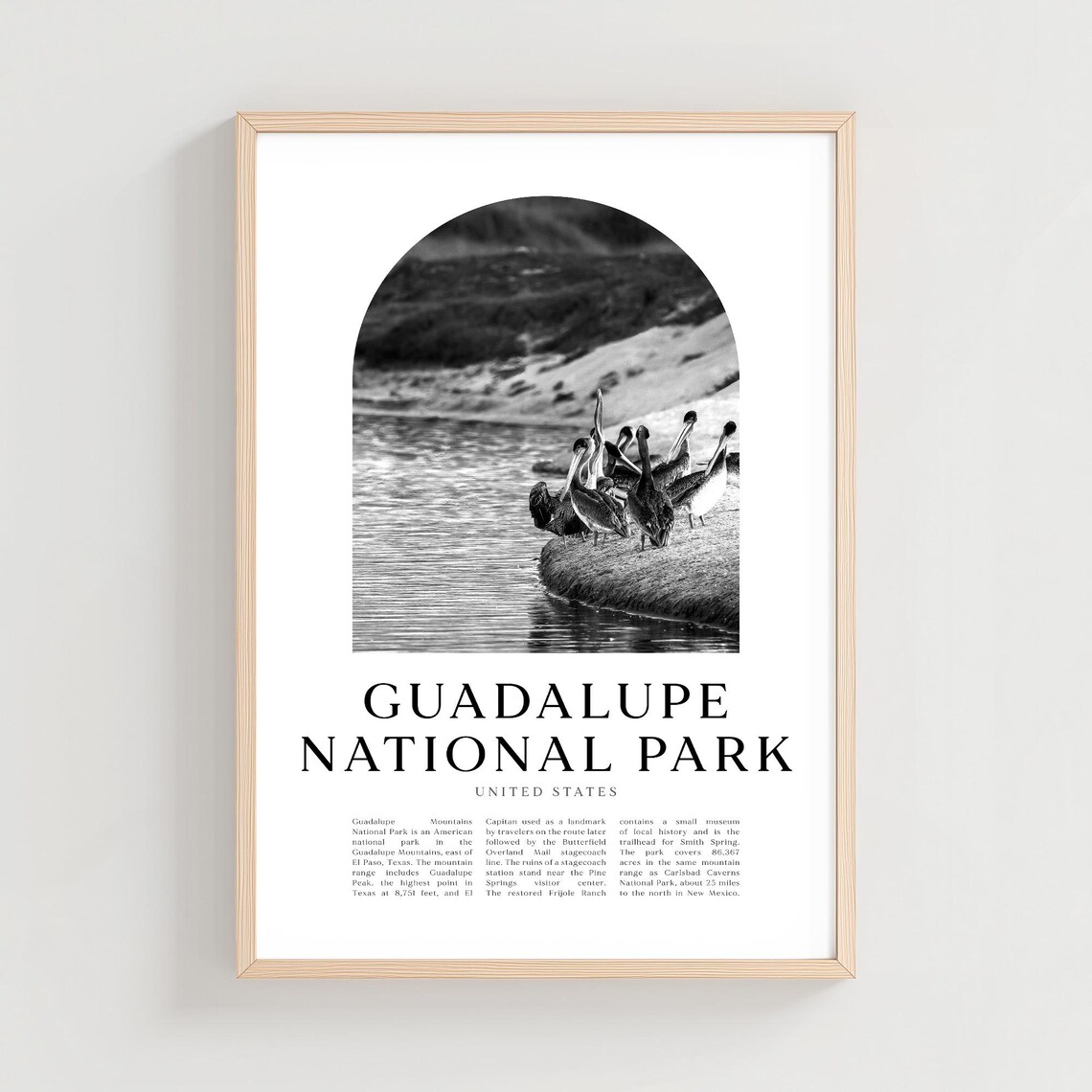 Guadalupe National Park Pelicans Water Black White Photo Poster