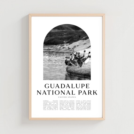 Guadalupe National Park Pelicans Water Black White Photo Poster