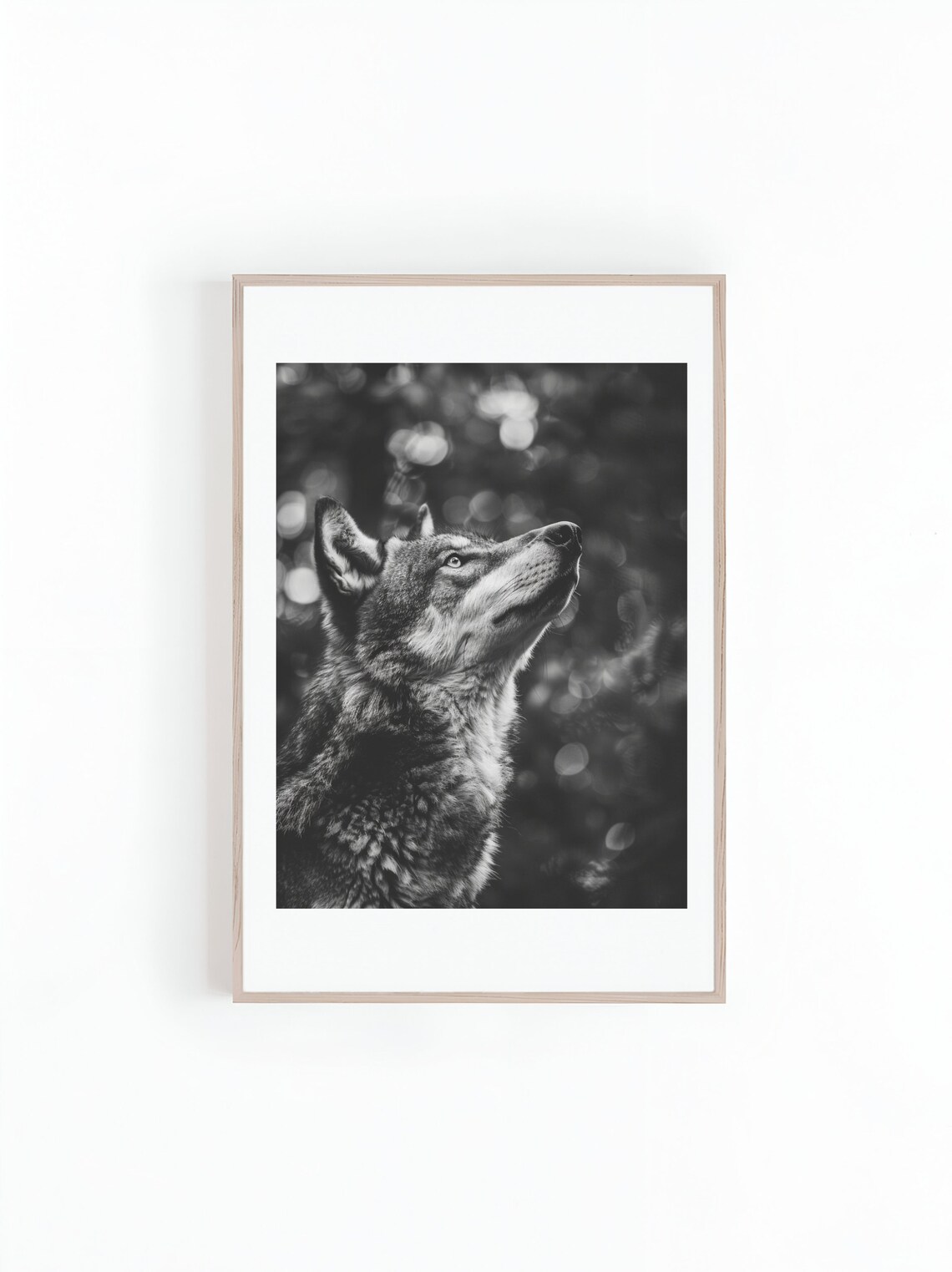 Gray Wolf Gazing Skyward Black And White Wildlife Photo Poster - Image 3