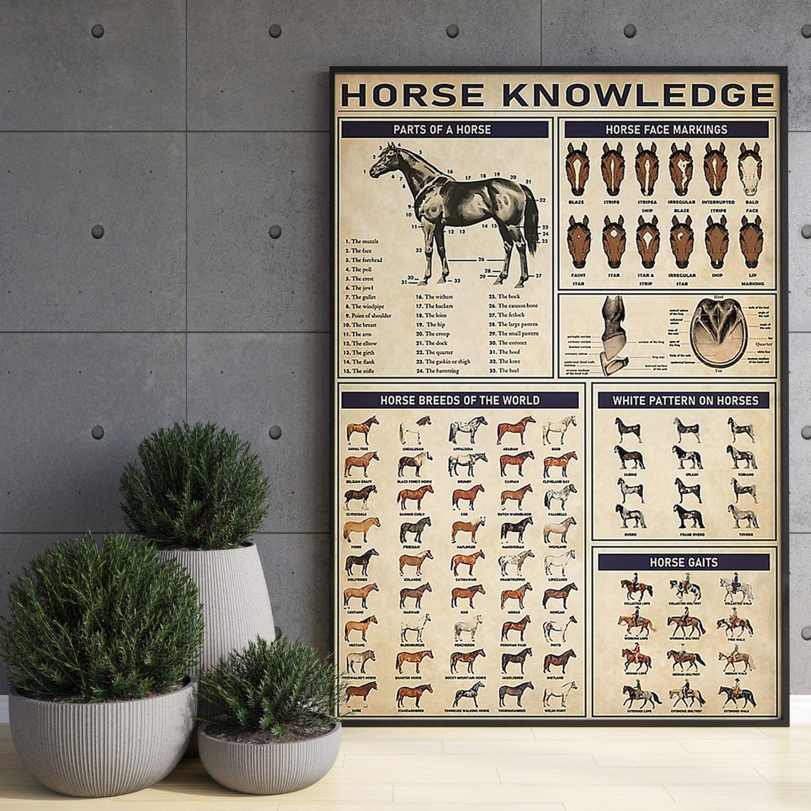 Horse Knowledge Wall Art Parts Of A Horse Horse Lovers Gift Horse Wall Decor Horse Breeds Of The World Horse Face Markings Poster - Image 3