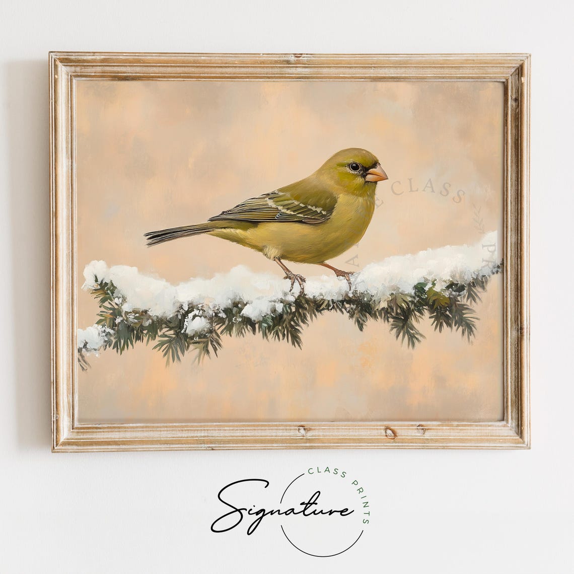 Soft Greenfinch on Snowy Cedar Branch Winter Bird Painting Poster