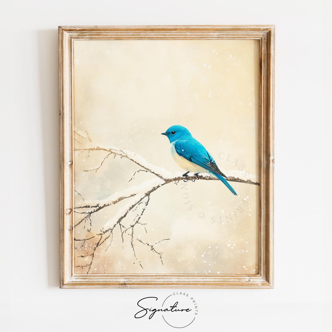 Bluebird Perched on a Snow Covered Branch Winter Bird Poster