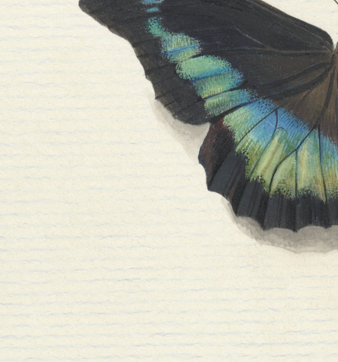 Vintage Botanical Study Butterfly Drawing, Art Print - Image 2