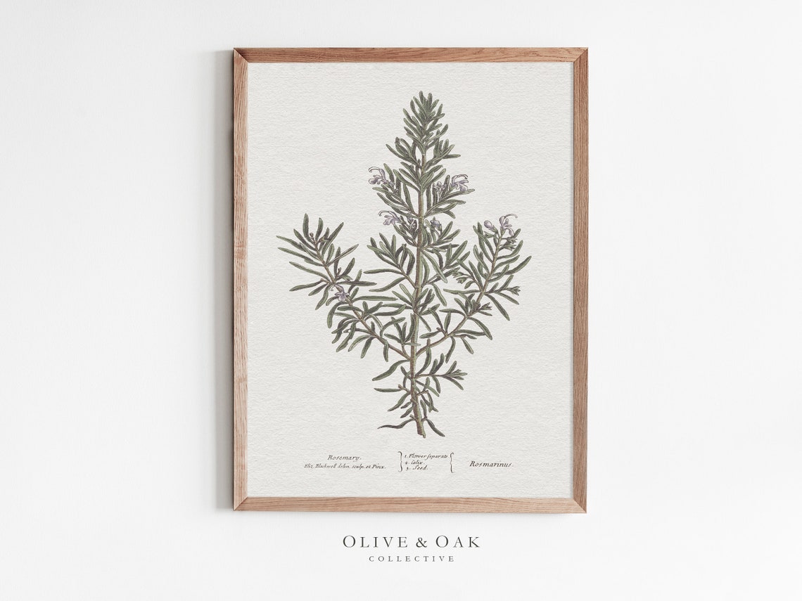 Rosemary Botanical Art Print, Neutral Kitchen Decor