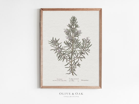 Rosemary Botanical Art Print, Neutral Kitchen Decor