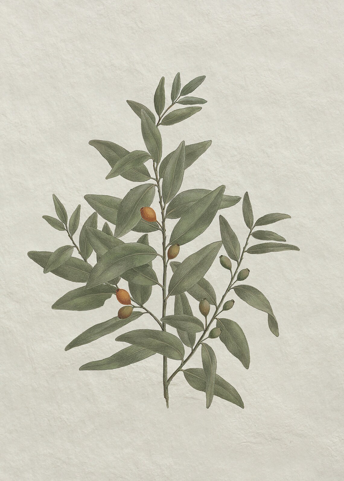 Olive Branch - Vintage Botanical Sketch - Image 4