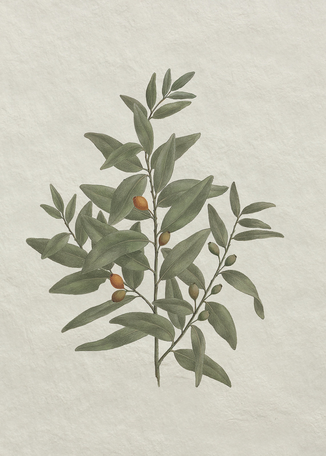 Vintage Botanical Olive Branch Sketch, Kitchen Art Print - Image 4
