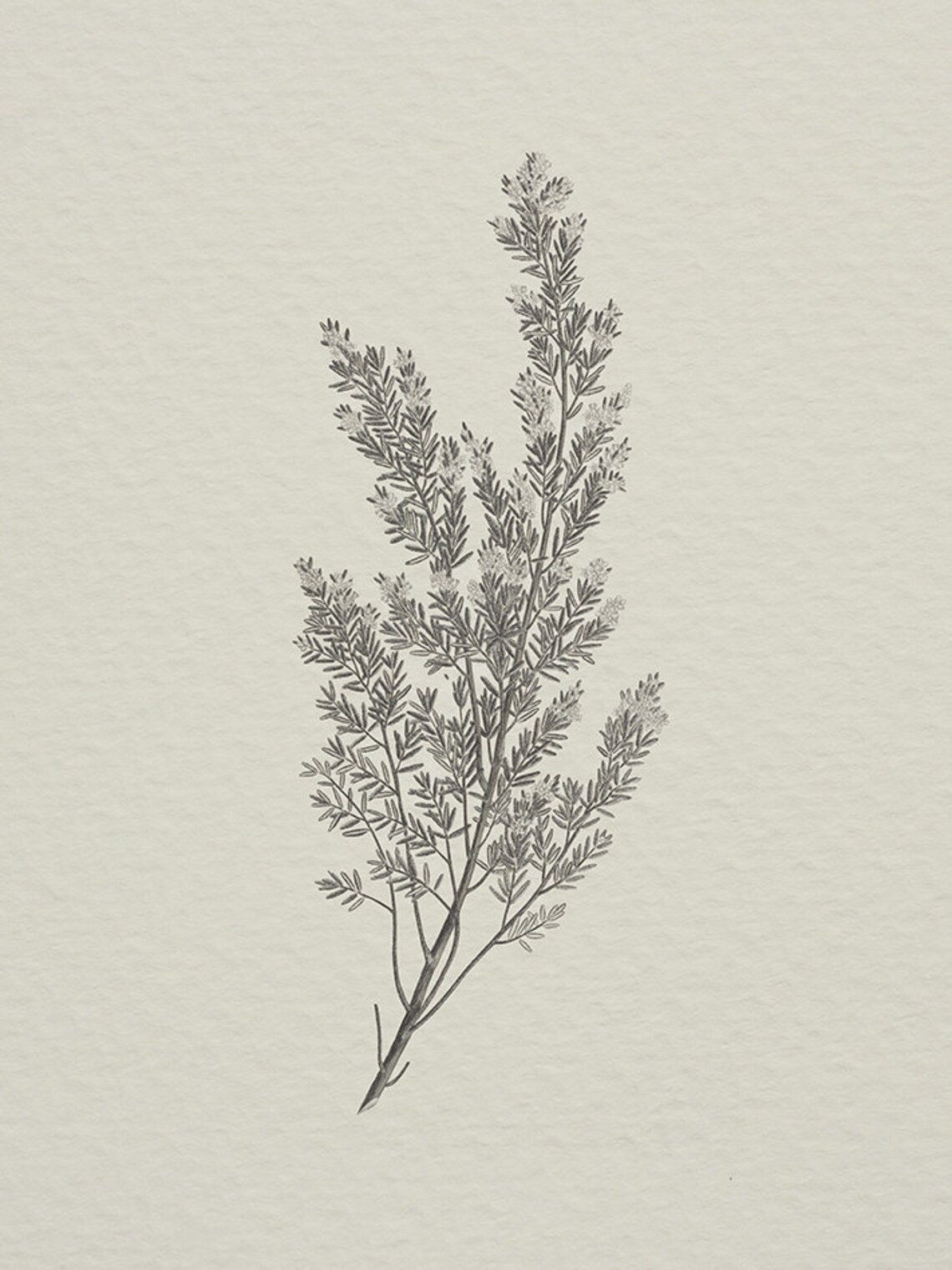 Rustic Botanical Print Simple Neutral Artwork 444 - Image 4
