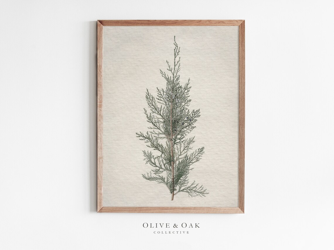 Winter Botanical Art Print, Juniper Tree Branch