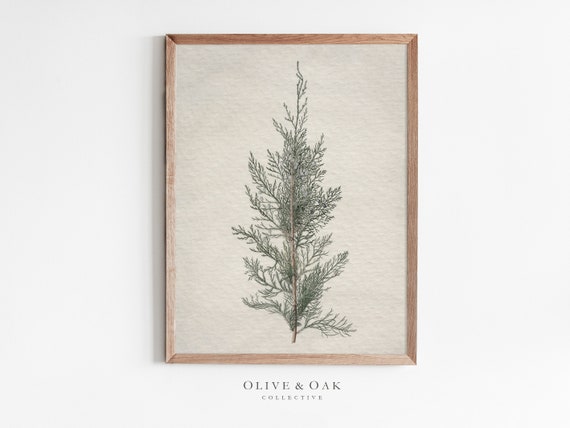 Winter Botanical Art Print, Juniper Tree Branch