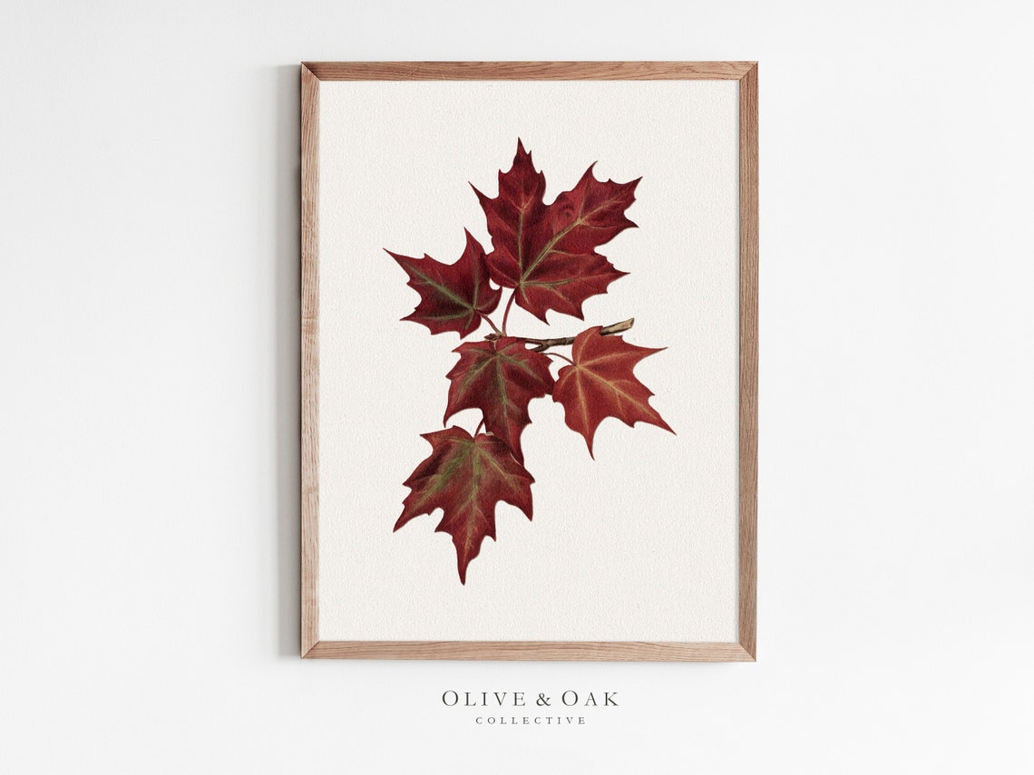 Maple Branch Drawing, Vintage Botanical Art Print