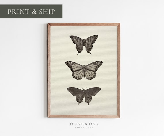 Vintage Neutral Butterfly Print, Antique Drawing