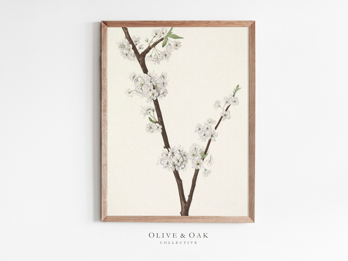White Blossom Branch - Botanical Drawing