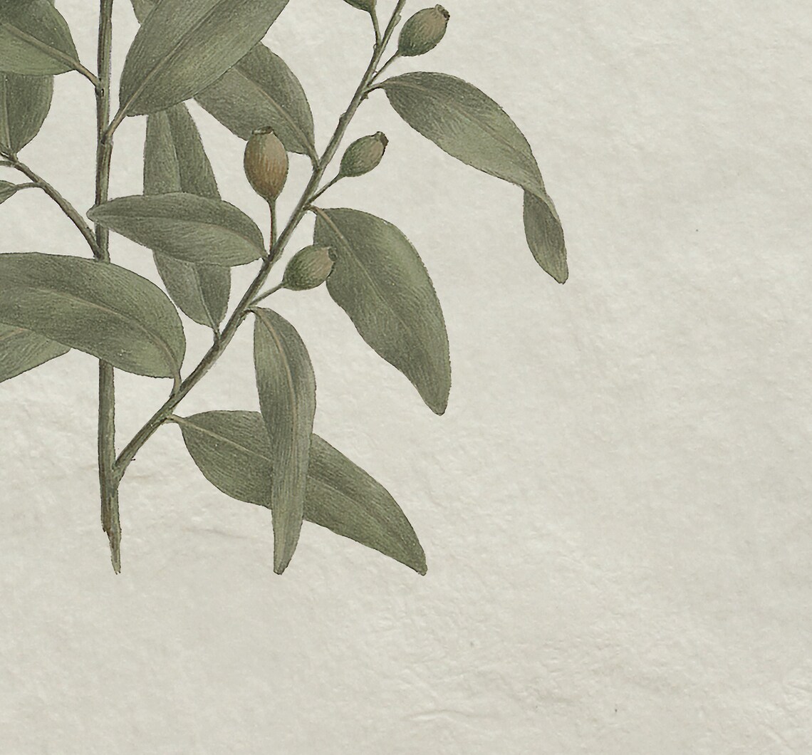 Olive Branch - Vintage Botanical Sketch - Image 3