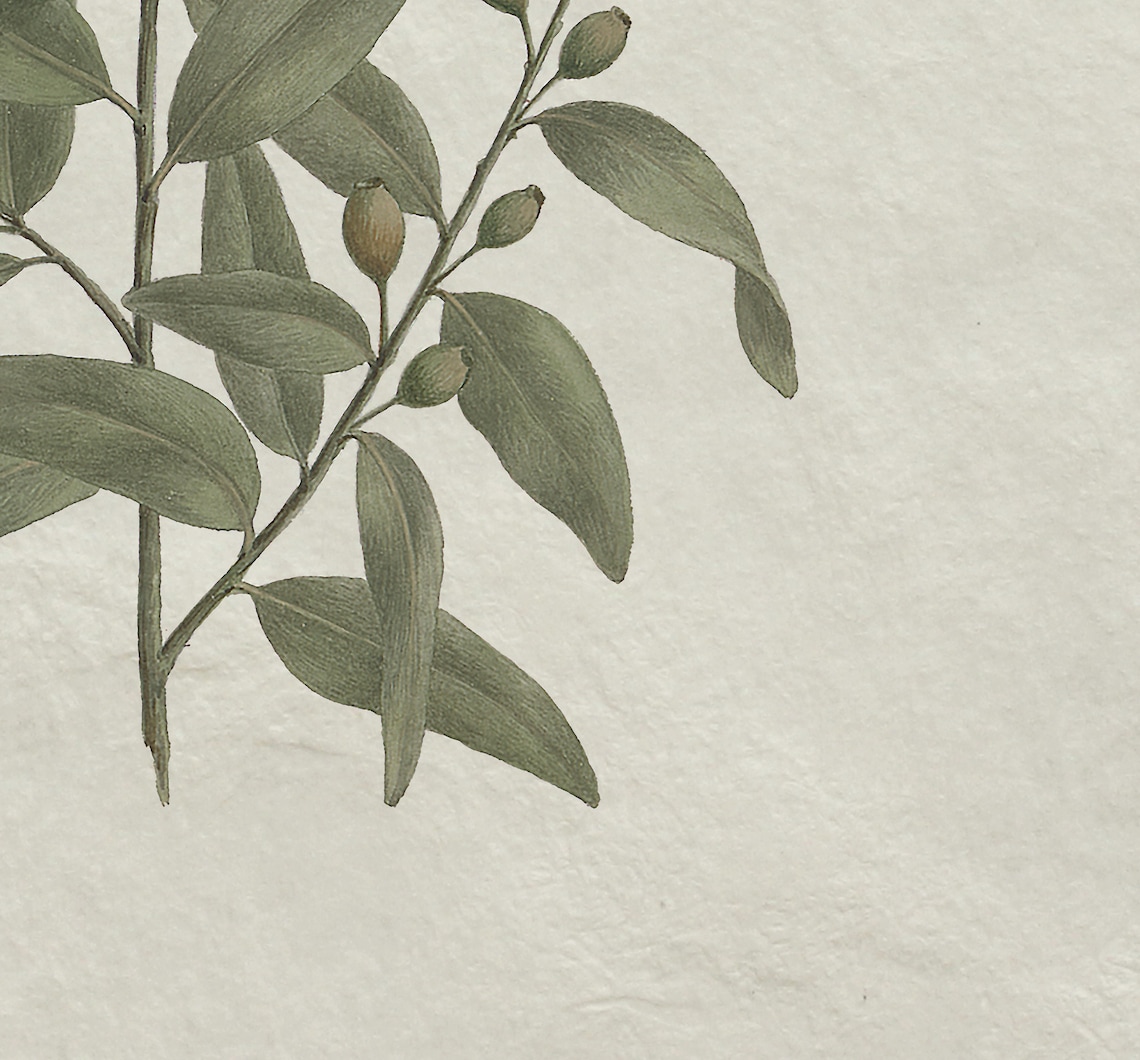 Vintage Botanical Olive Branch Sketch, Kitchen Art Print - Image 3