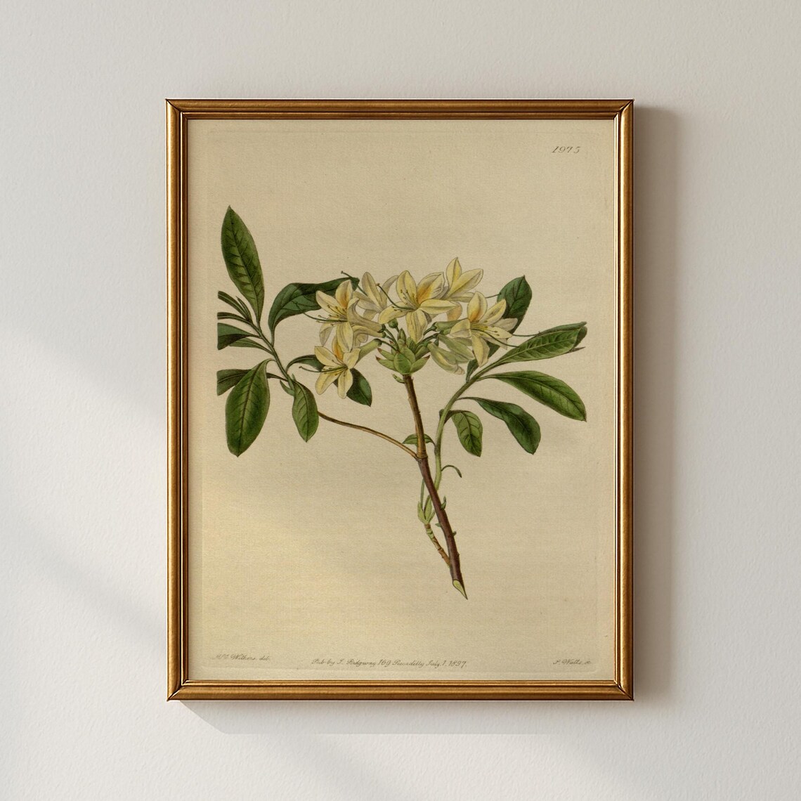 Vintage Cream Lilies Botanical Illustration Antique Plate Print