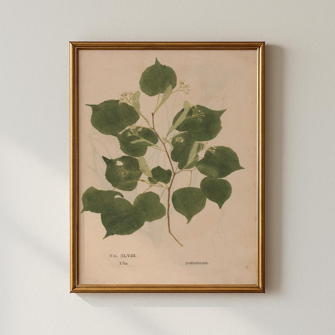 Antique Linden Tree Botanical Plate Illustration Art Print Decor