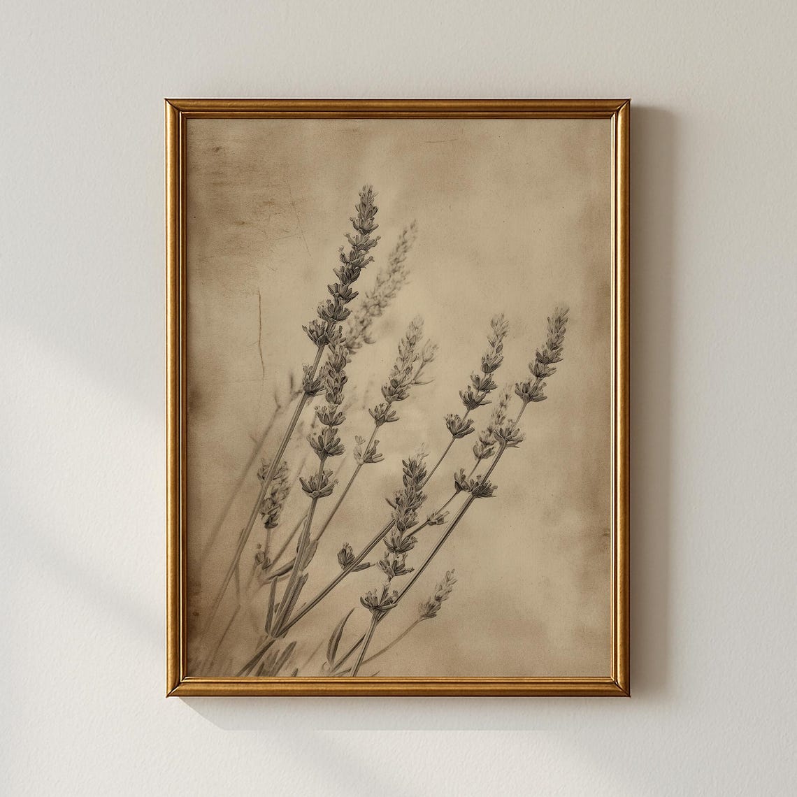 Vintage Lavender Sprigs Botanical Sepia Sketch Study Art Poster