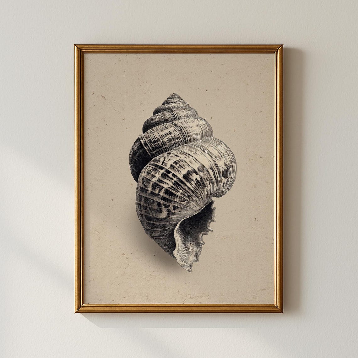 Vintage Seashell Engraving Monochrome Coastal Shell Wall Art