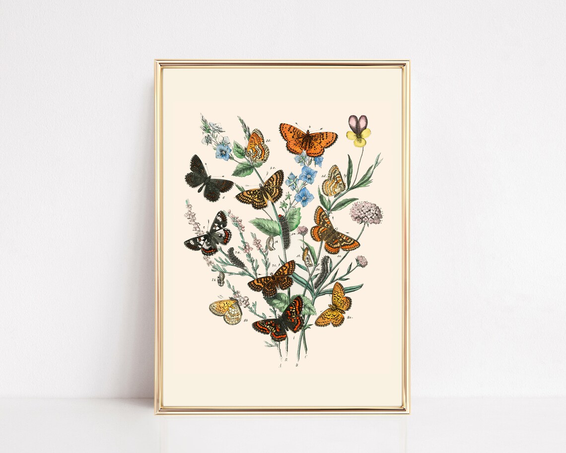 Vintage Butterfly Botanical Art Print, Nursery Decor