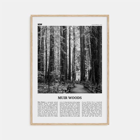 Muir Woods National Monument, Black and White Travel Poster