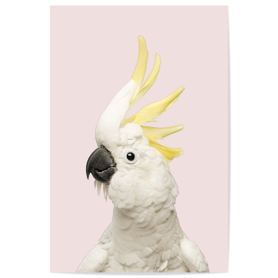 Sulphur Crested Cockatoo Portrait On Soft Pink Background Bird Poster - Image 2