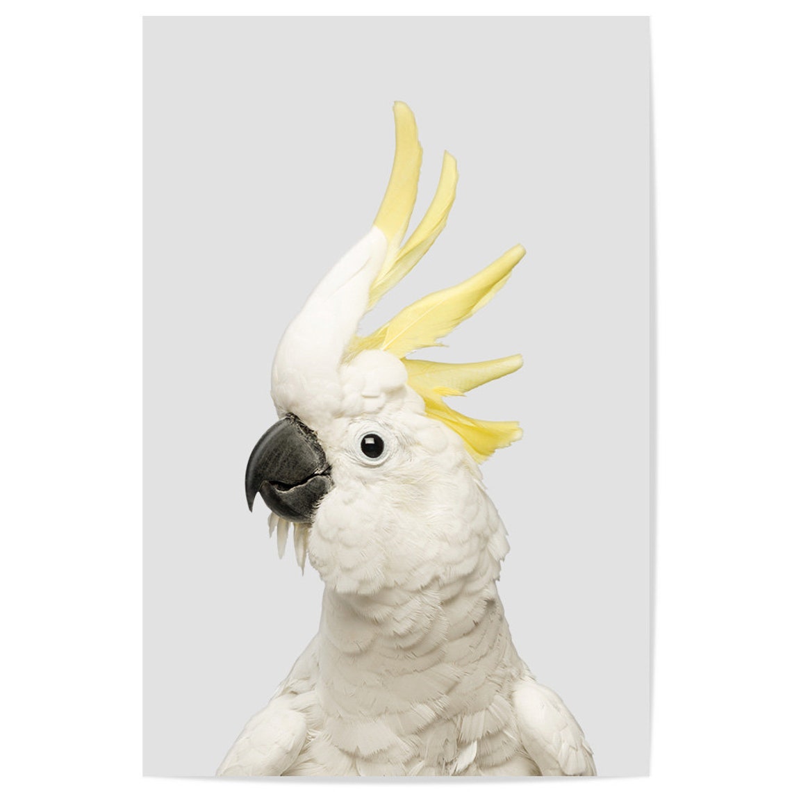 Sulphur Crested Cockatoo Portrait On Light Gray Background Bird Poster - Image 2