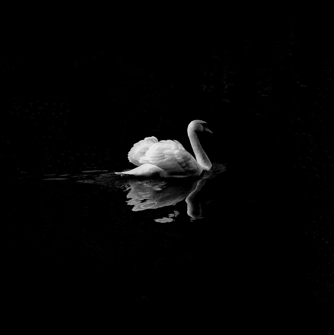 White Swan On Black Water Minimalist Black And White Photo Poster - Image 2