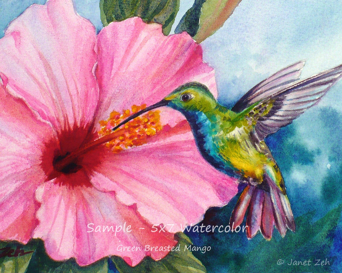 Green Breasted Mango Hummingbird Pink Hibiscus Flower Wall Art Poster
