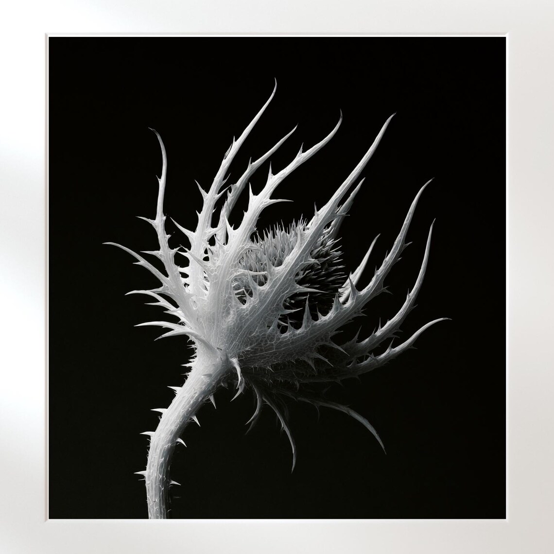Monochrome Botanical Vintage Flower Art Print