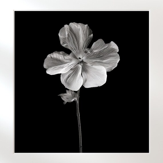 Monochrome Botanical Vintage Flower Illustration Poster