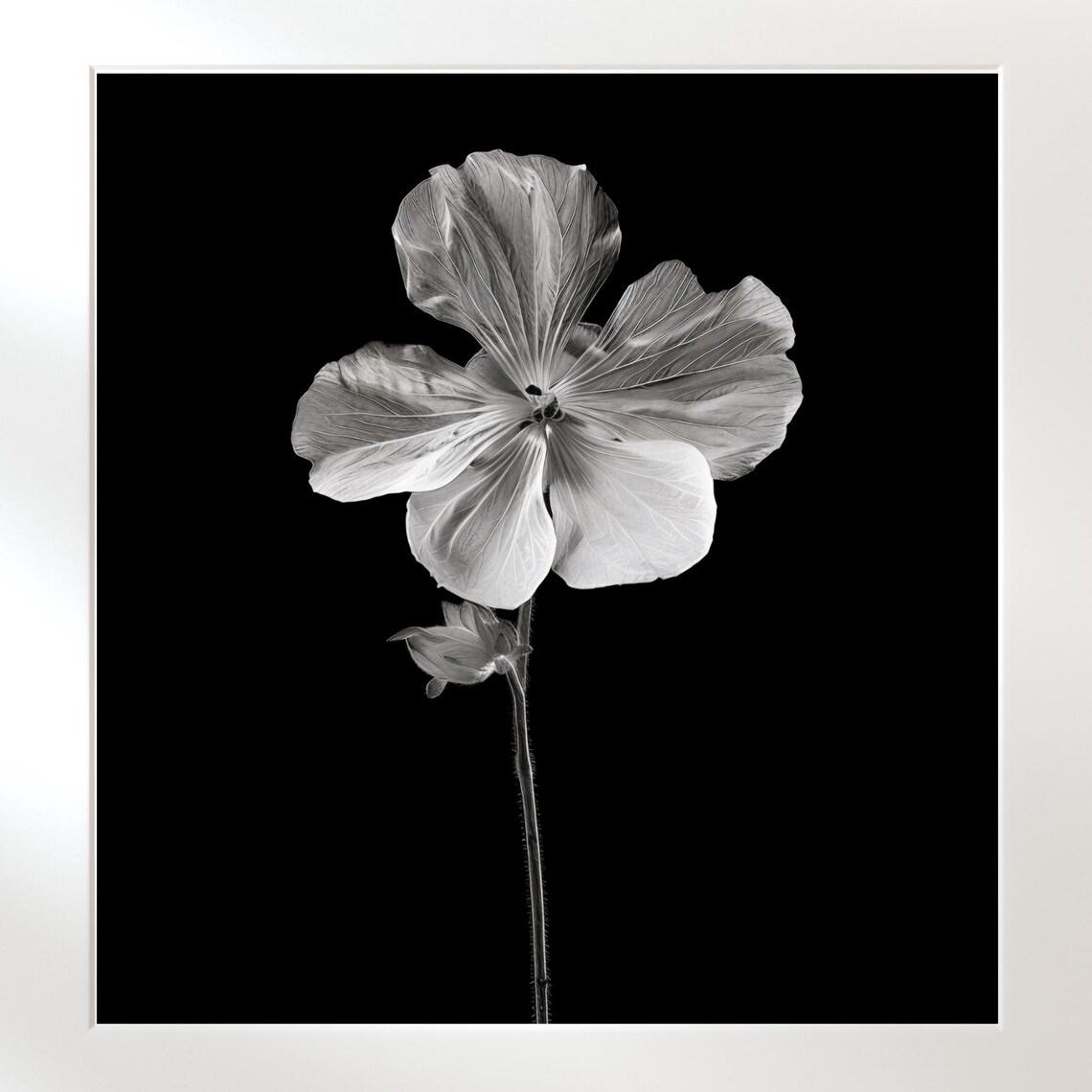 Monochrome Botanical Vintage Flower Illustration Poster