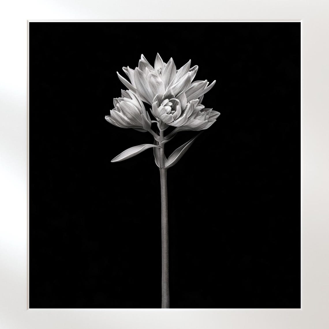 Monochrome Black And White Lily Flower Dramatic Photo Poster