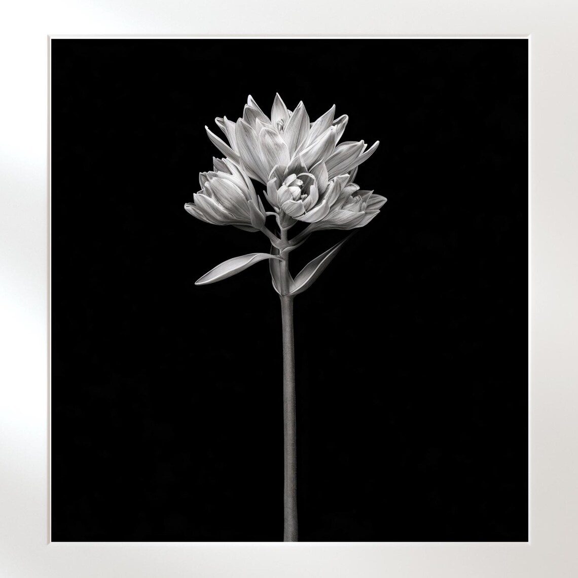 Monochrome Botanical Poster Stylish Vintage Flower Illustration Wall Art Instant