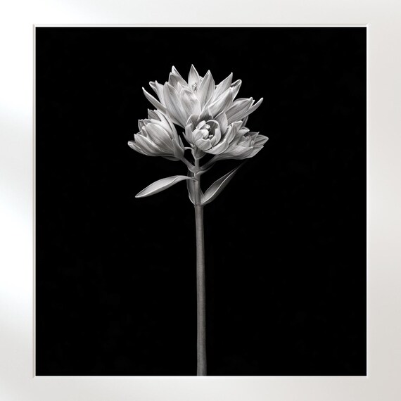 Monochrome Black And White Lily Flower Dramatic Photo Poster