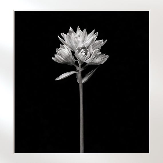 Monochrome Botanical Poster Stylish Vintage Flower Illustration Wall Art Instant
