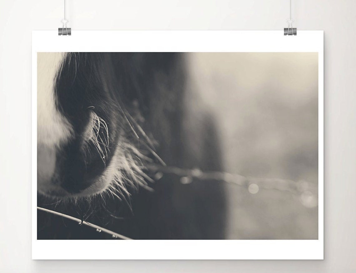 Black and White Horse Muzzle Macro Photograph Fine Art Poster