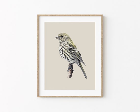 Minimal Bird Sketch Painting Pine Siskin Print Animal Art Garden Bird Drawing Neutral Wall Decor Cute Bird Painting