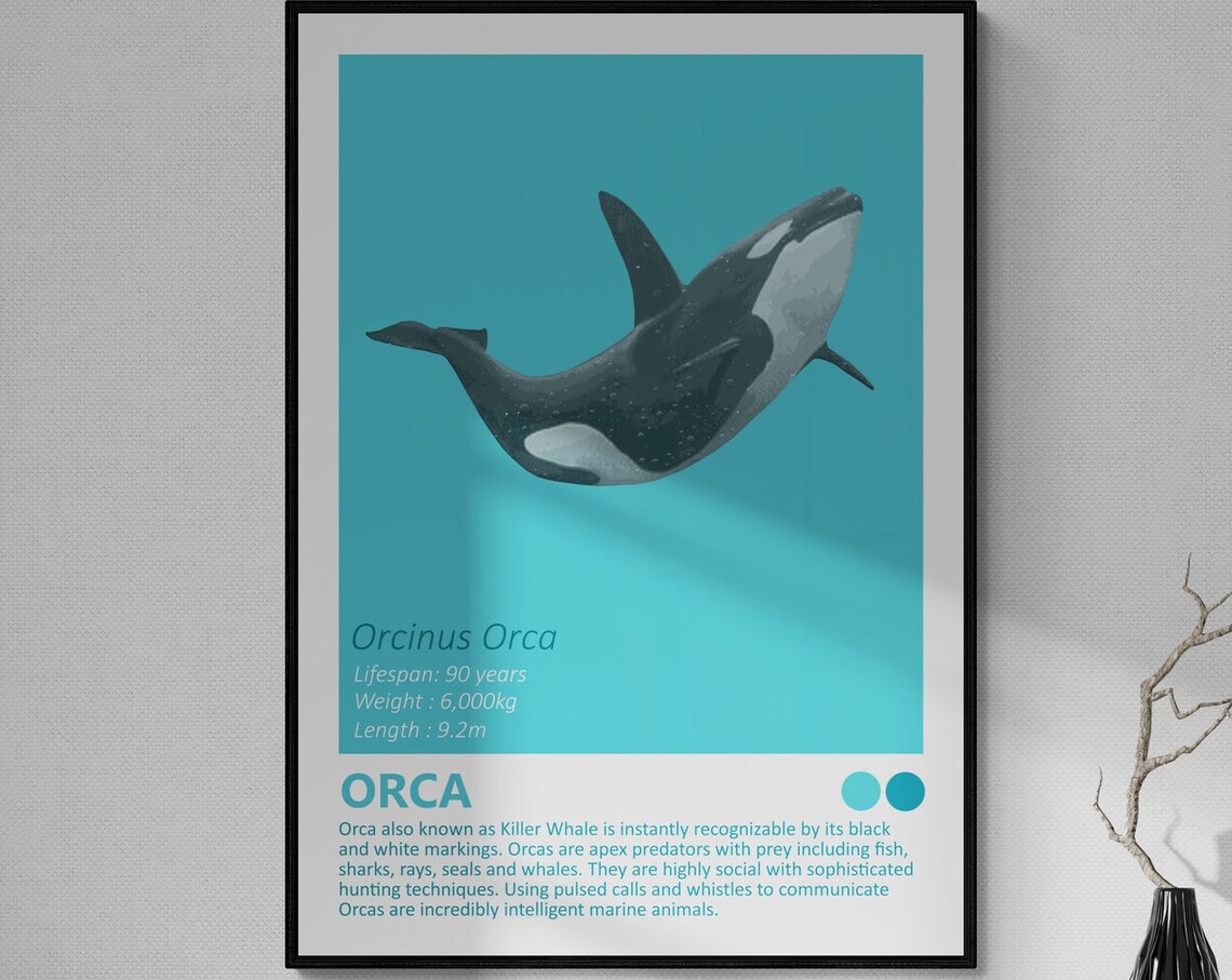 Orca Killer Whale Orcinus Orca Facts Educational Ocean Wall Art