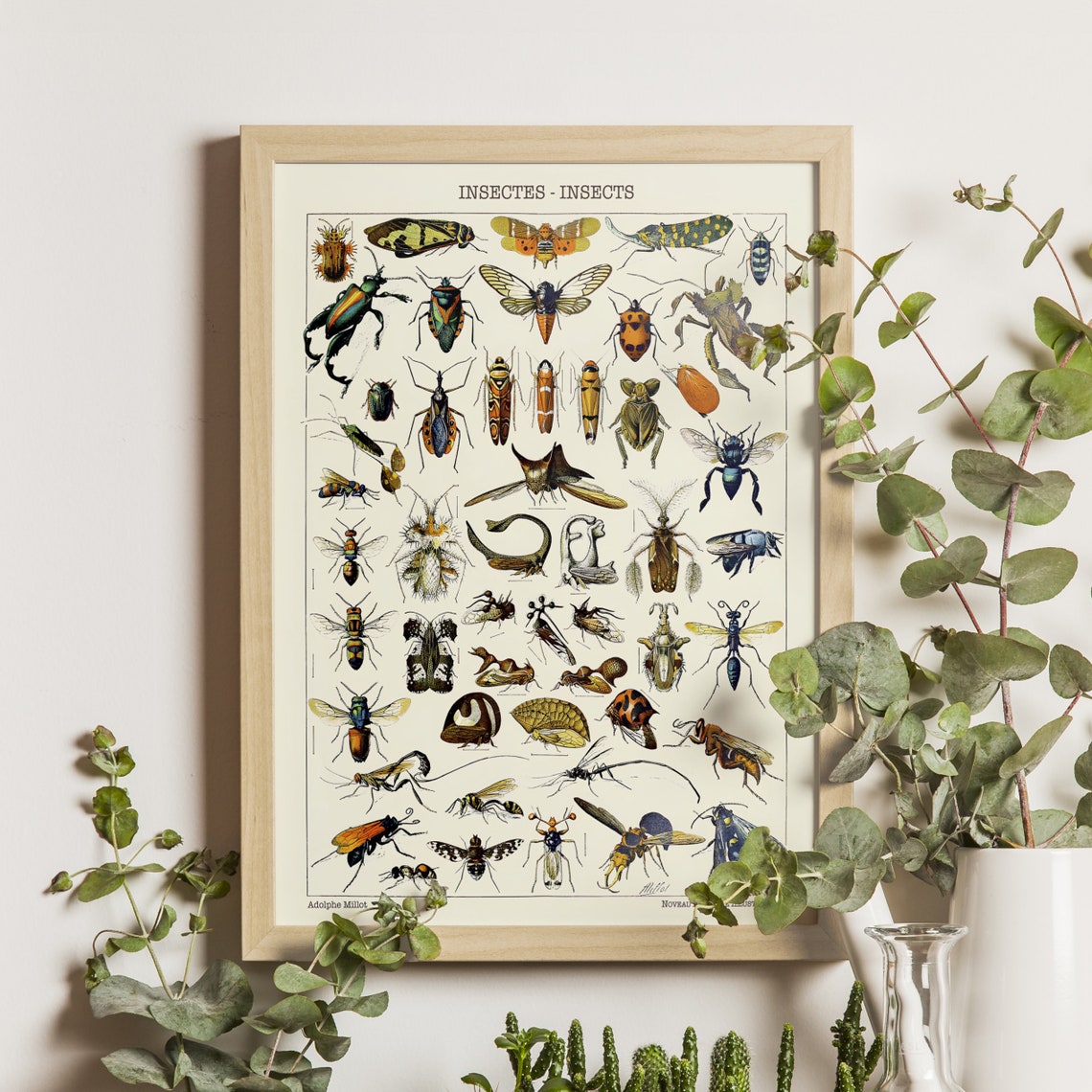 Insects Collection Adolphe Millot Vintage French Science Poster