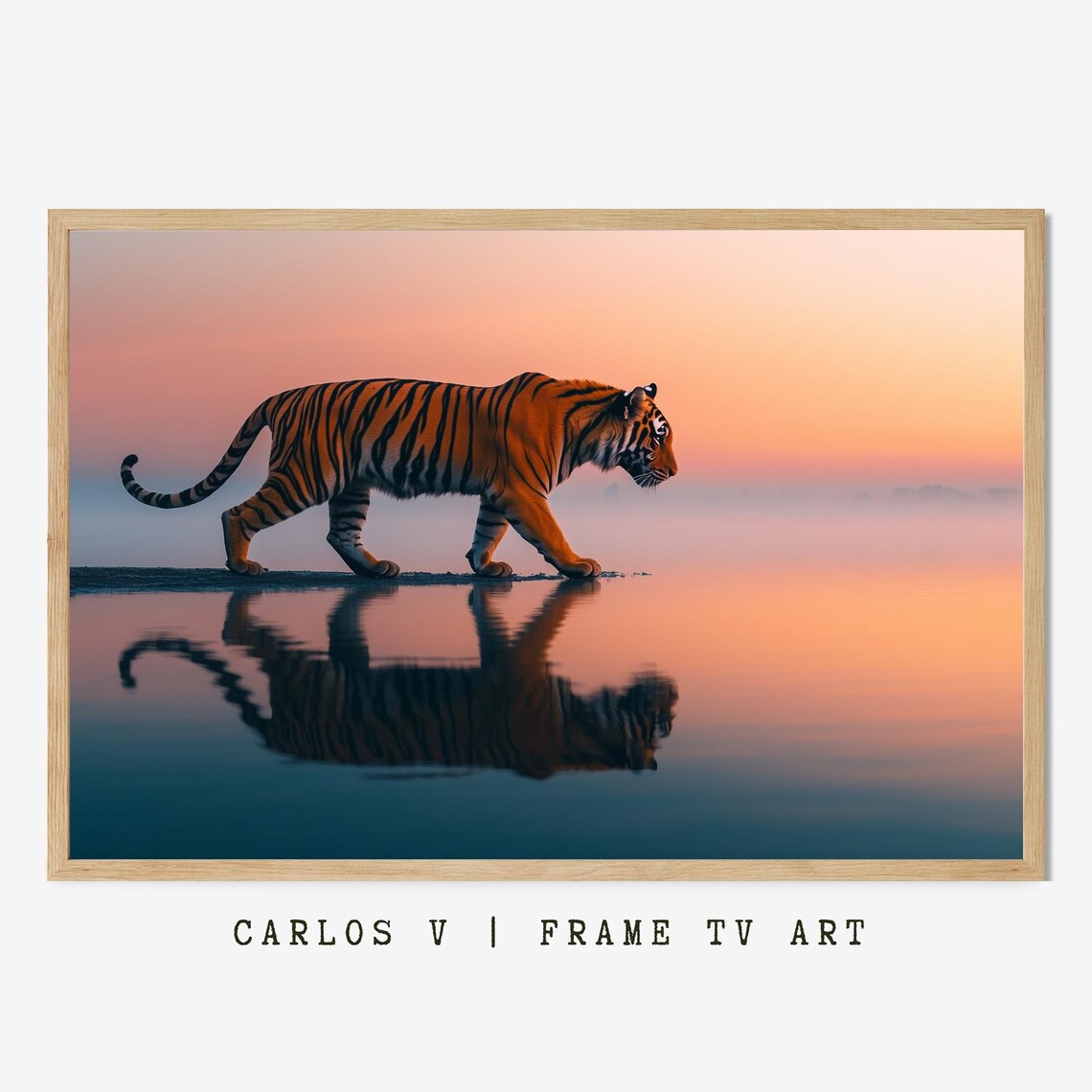 Tiger Walking along Still Water Sunset Reflection Wildlife Photo Poster