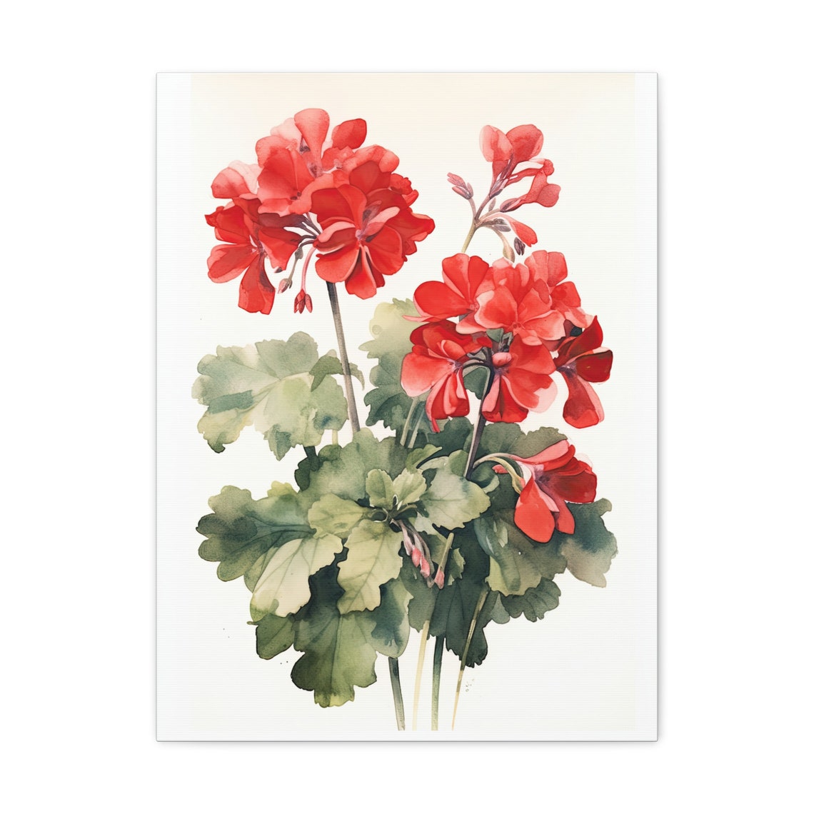 Red Geranium Blooms Watercolor Pale Wash Botanical Flower Art Print