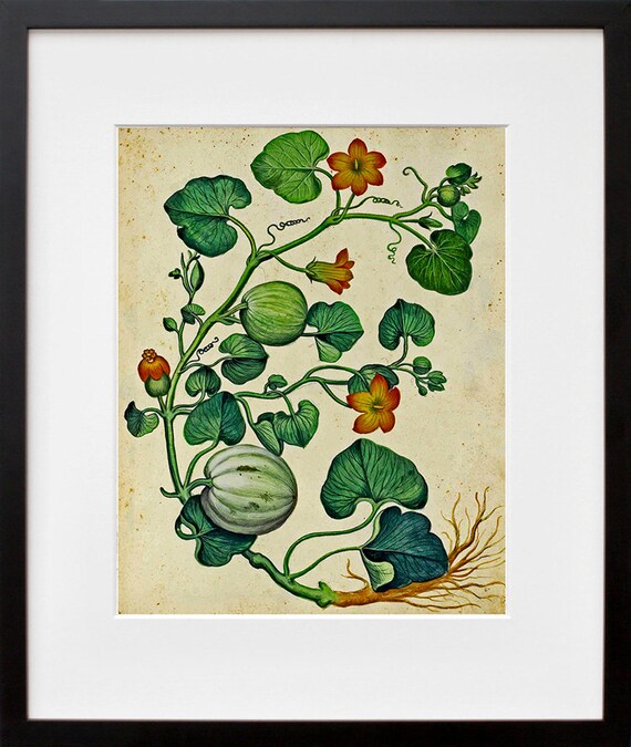 Pumpkin Vine Botanical Illustration Vintage Garden Art Poster